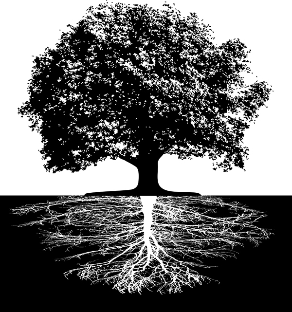 black and white image of tree with roots*